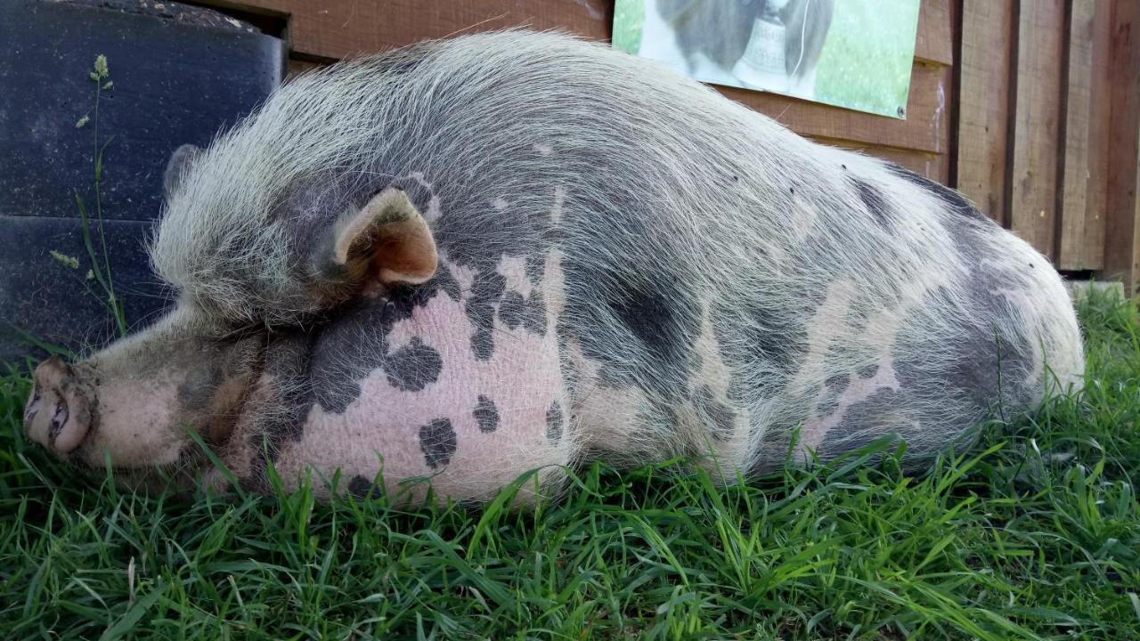 La Petite Ferme De Pouillon - Parc Animalier - Aire De Loisirs Acomodação com café da manhã Exterior foto
