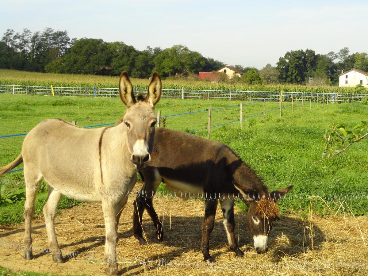La Petite Ferme De Pouillon - Parc Animalier - Aire De Loisirs Acomodação com café da manhã Exterior foto